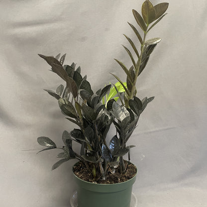 ZZ Plant 'Black'