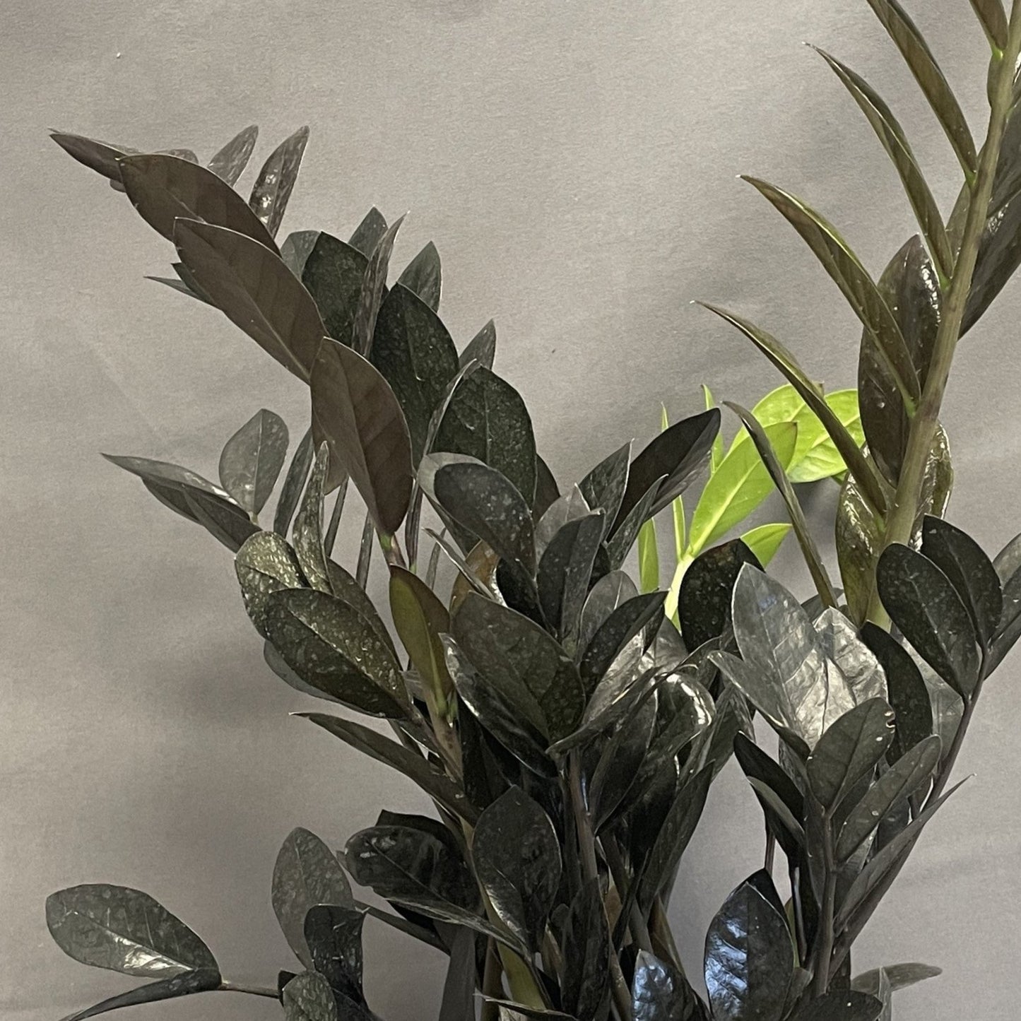 ZZ Plant 'Black'