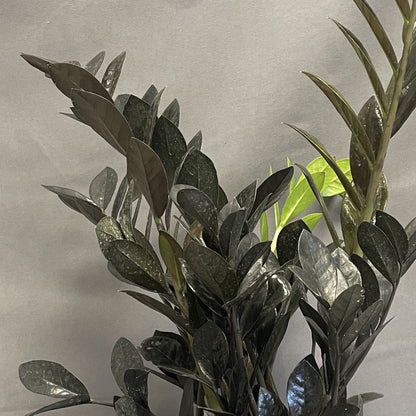 ZZ Plant 'Black'