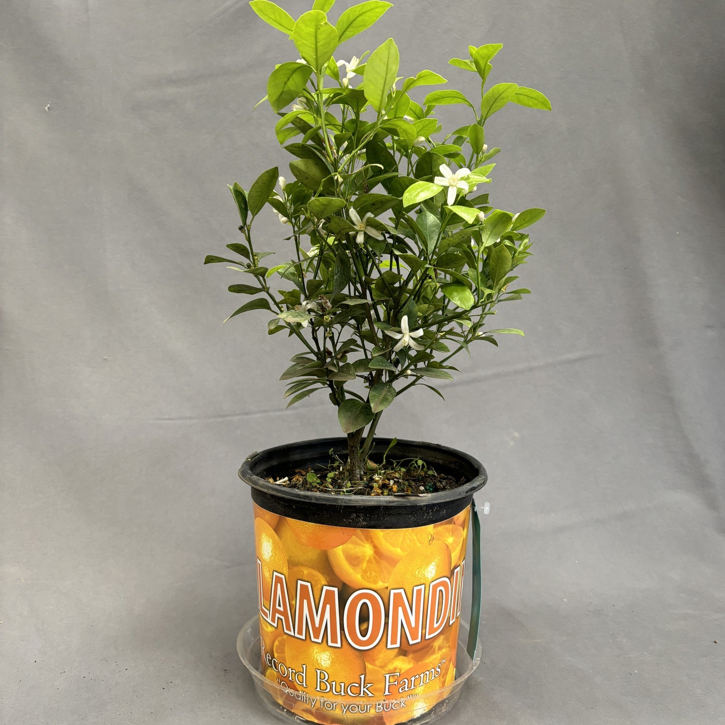 Citrus 'Orange'