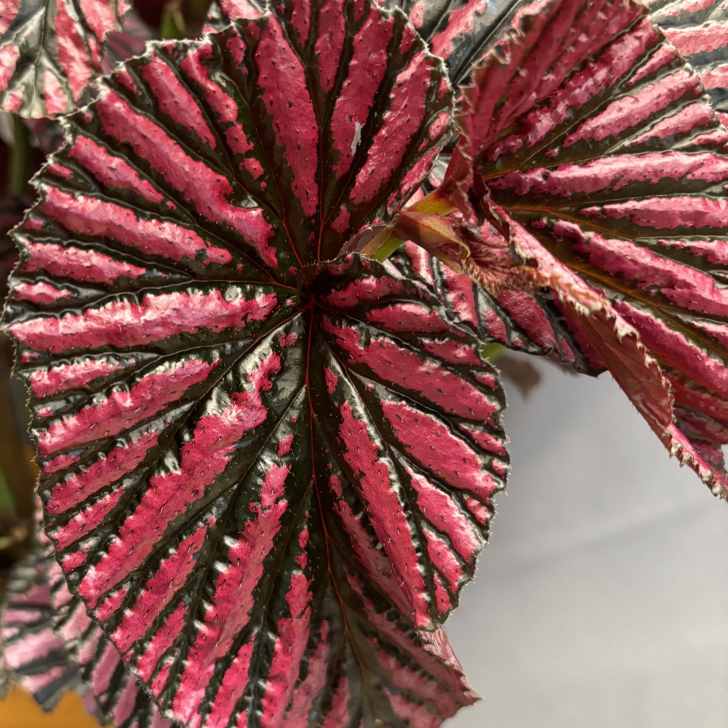 Begonia 'Exotica'