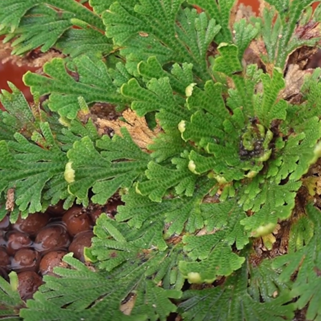 Resurrection Plant 'Rose of Jericho'