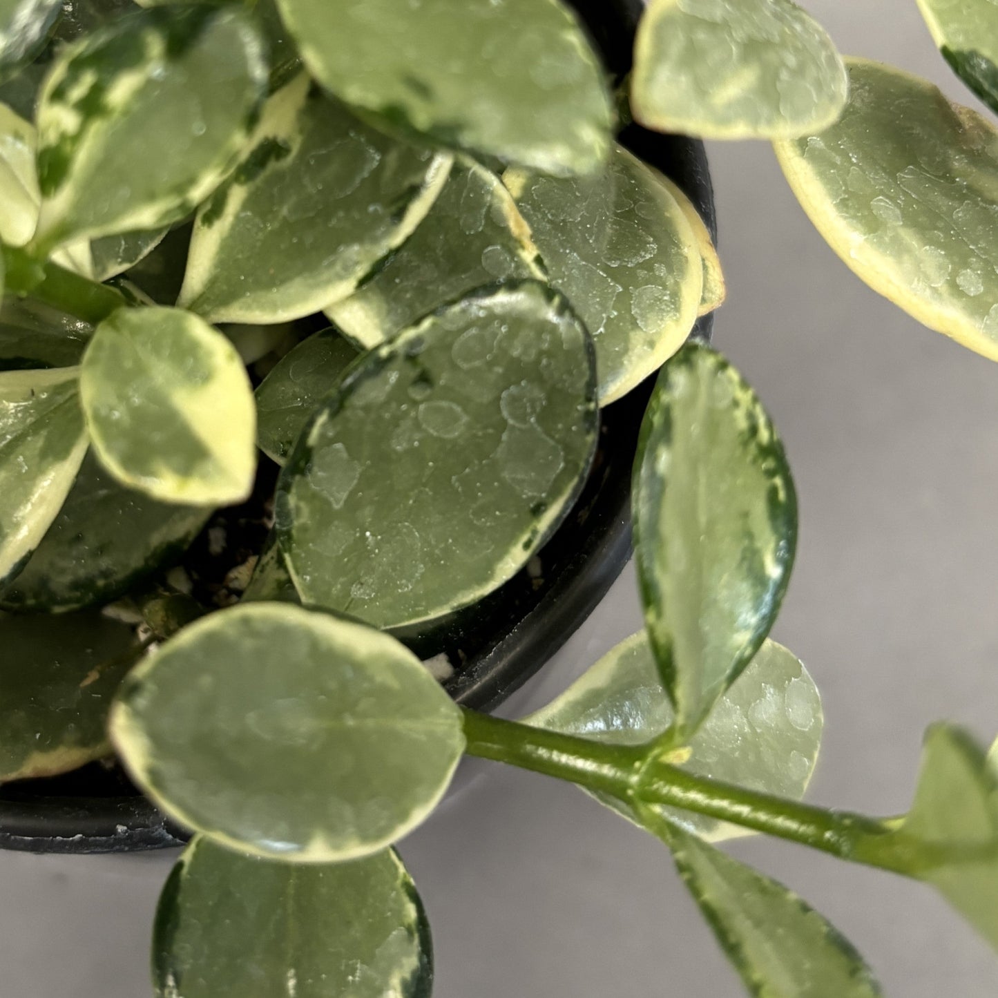 Goldfish Plant