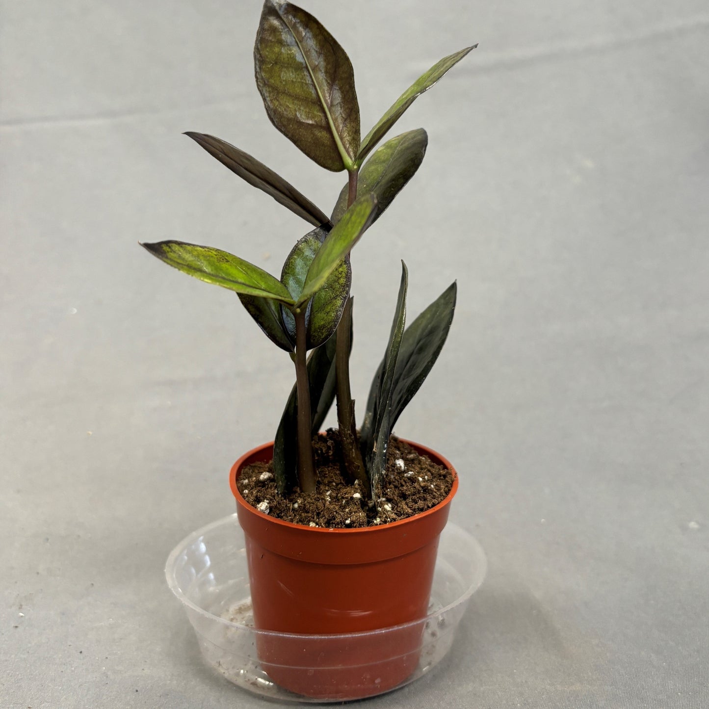 ZZ Plant 'Black'