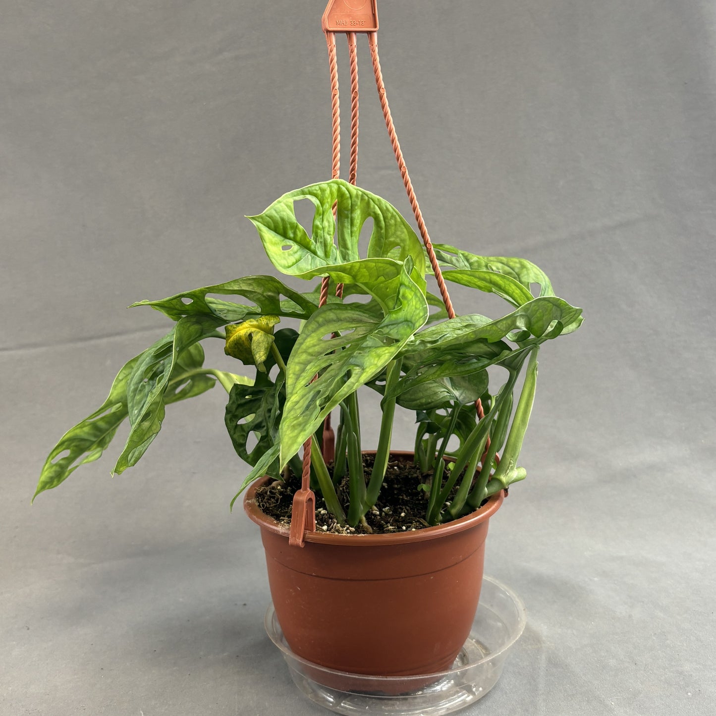 Monstera adansonii