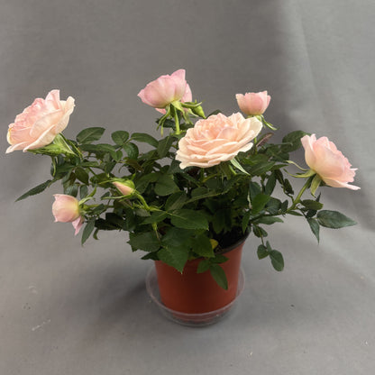 Mini Rose Bush 'Rosaroma'