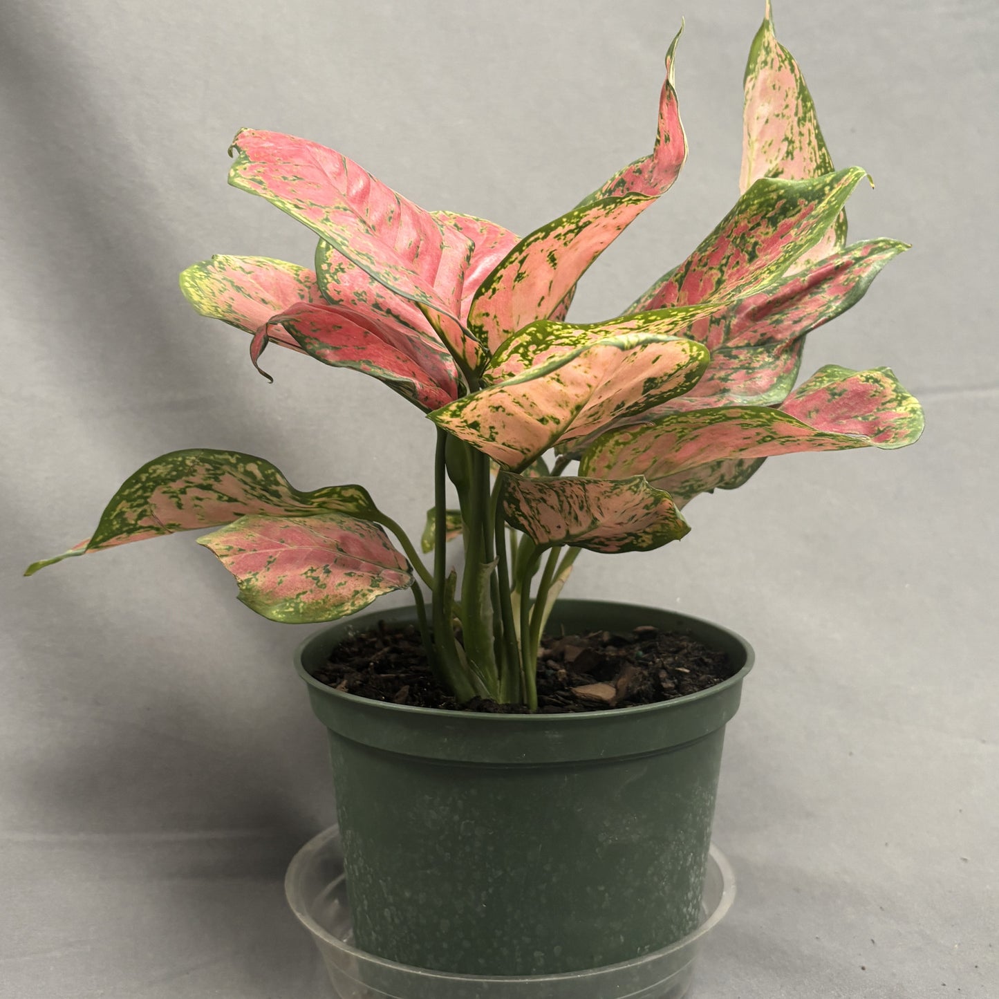 Aglaonema 'Ruby Ray'