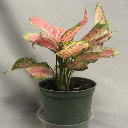 Aglaonema 'Ruby Ray'