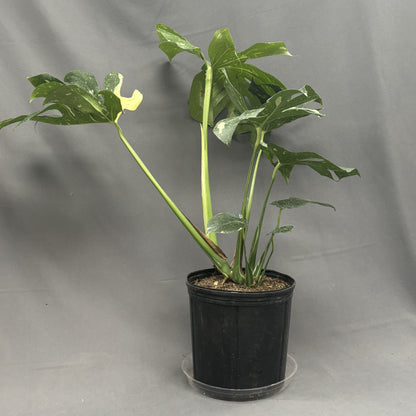 Monstera 'Thai Constellation'