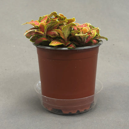 Fittonia 'Skeleton'