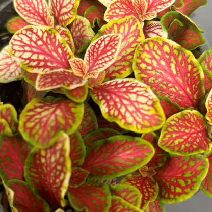 Fittonia 'Skeleton'
