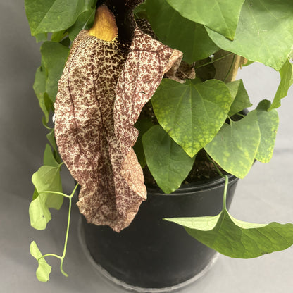Aristolochia Gigantea 10" Pot