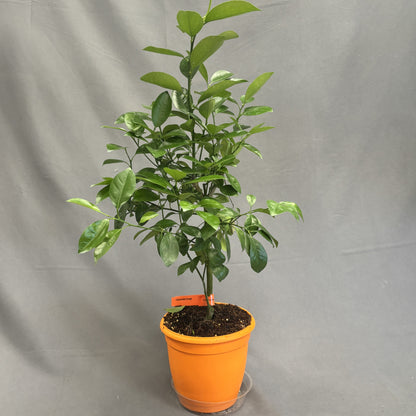 Citrus 'Orange'