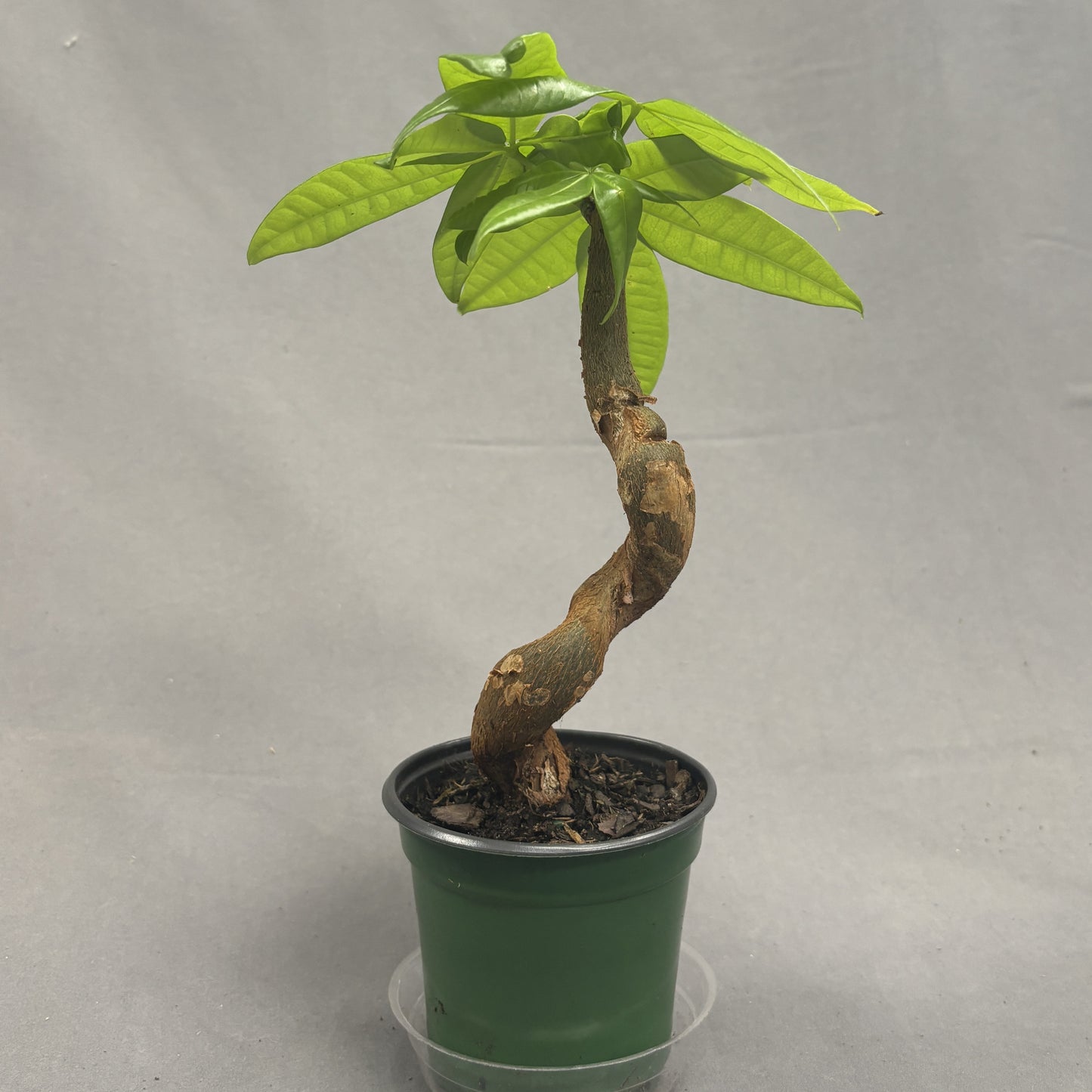 Money Tree Serpent 4" Pot