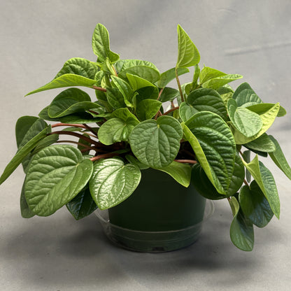 Peperomia 'Leap Frog'