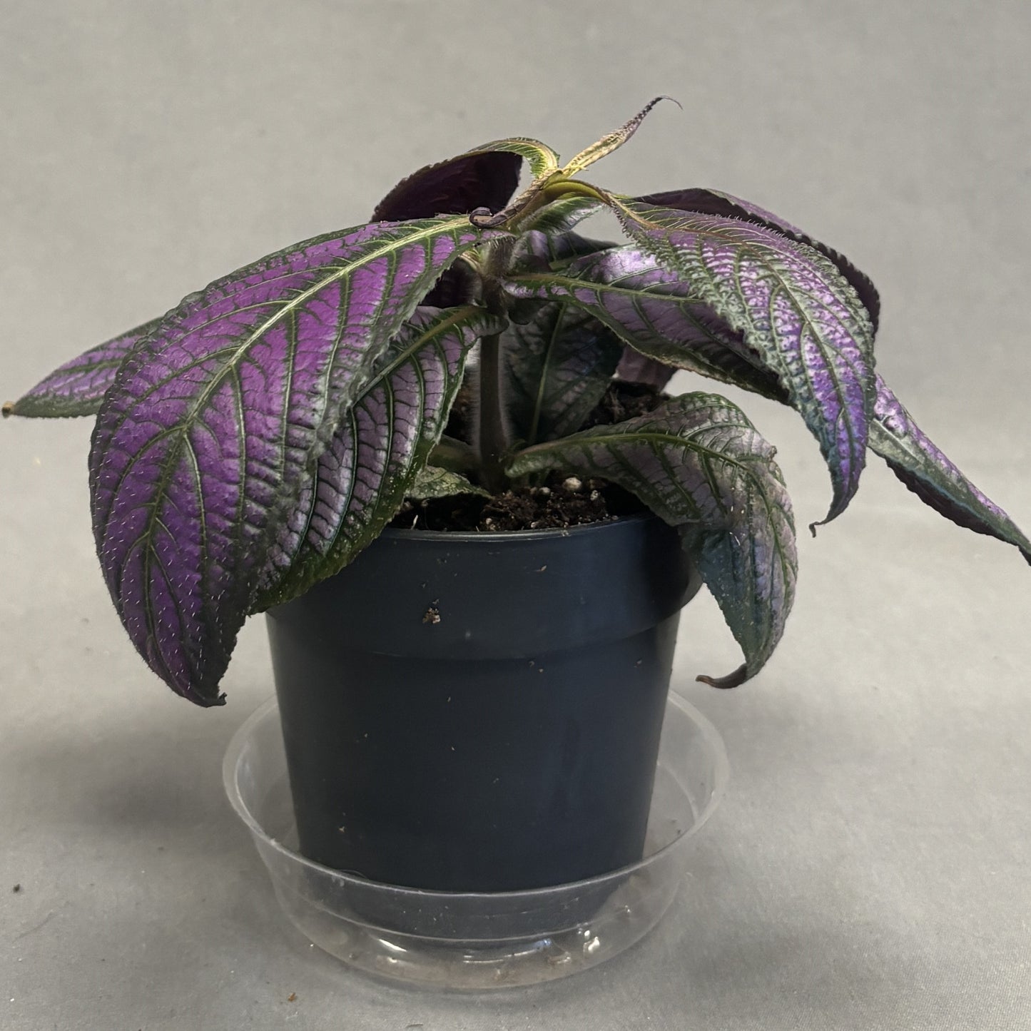 Persian Shield