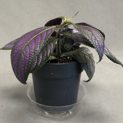 Persian Shield