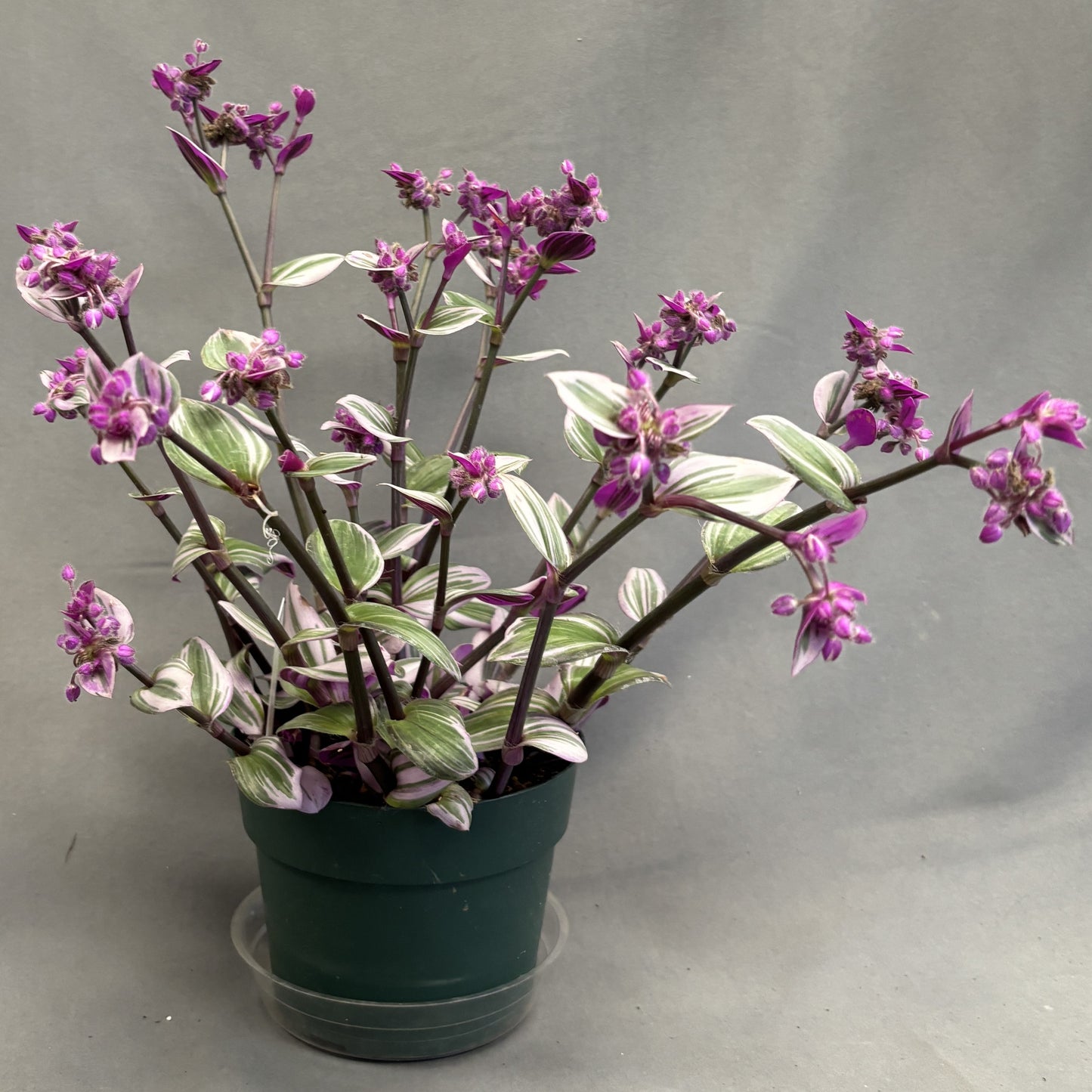 Tradescantia 'Nanouk'
