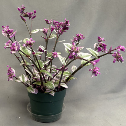 Tradescantia 'Nanouk'