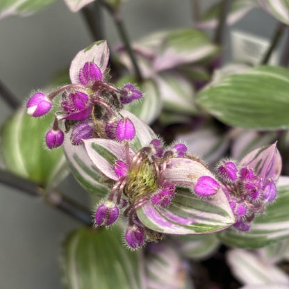 Tradescantia 'Nanouk'