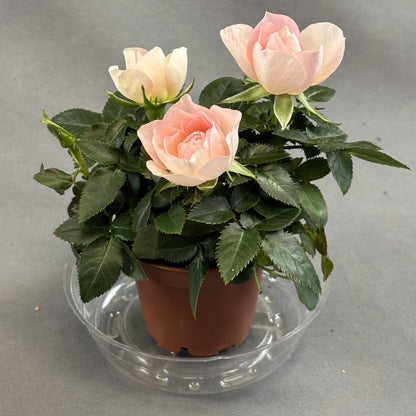Mini Rose Bush 'Rosaroma'