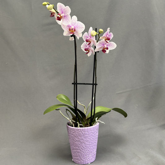Orchid Phalaenopsis Assorted Colors 5" Concrete Pot
