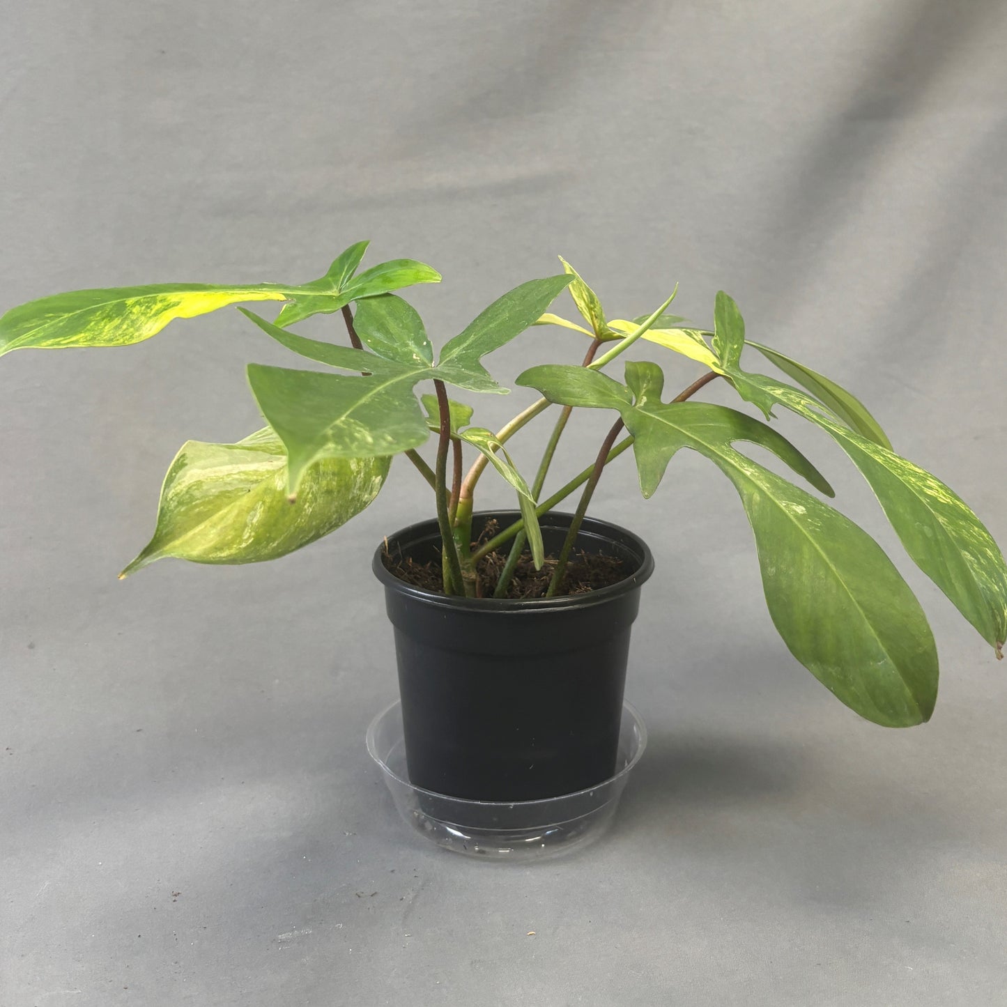 Philodendron 'Florida Beauty' Variegated