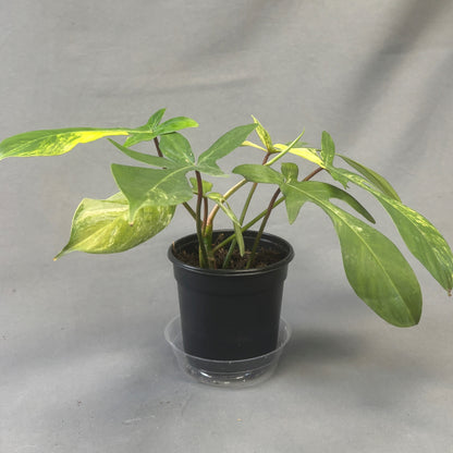 Philodendron 'Florida Beauty' Variegated