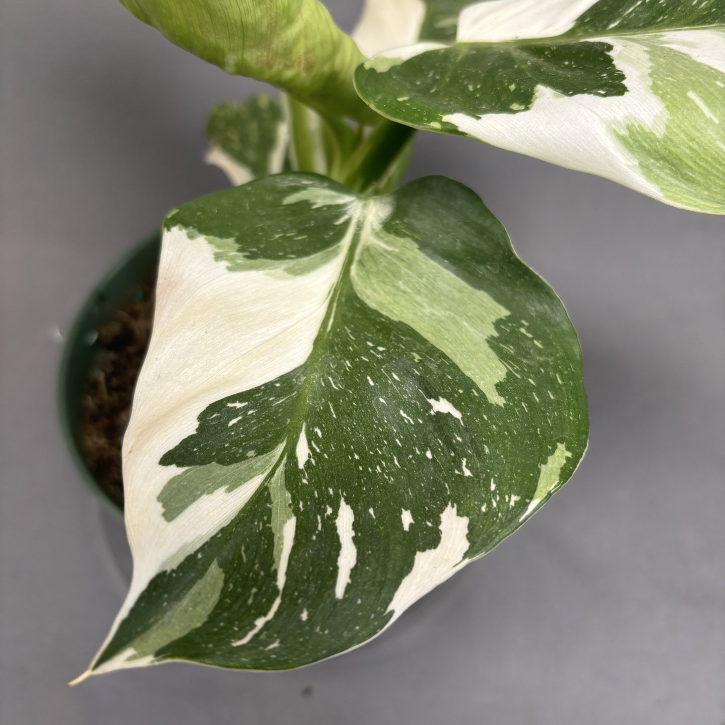 Philodendron 'White Princess'