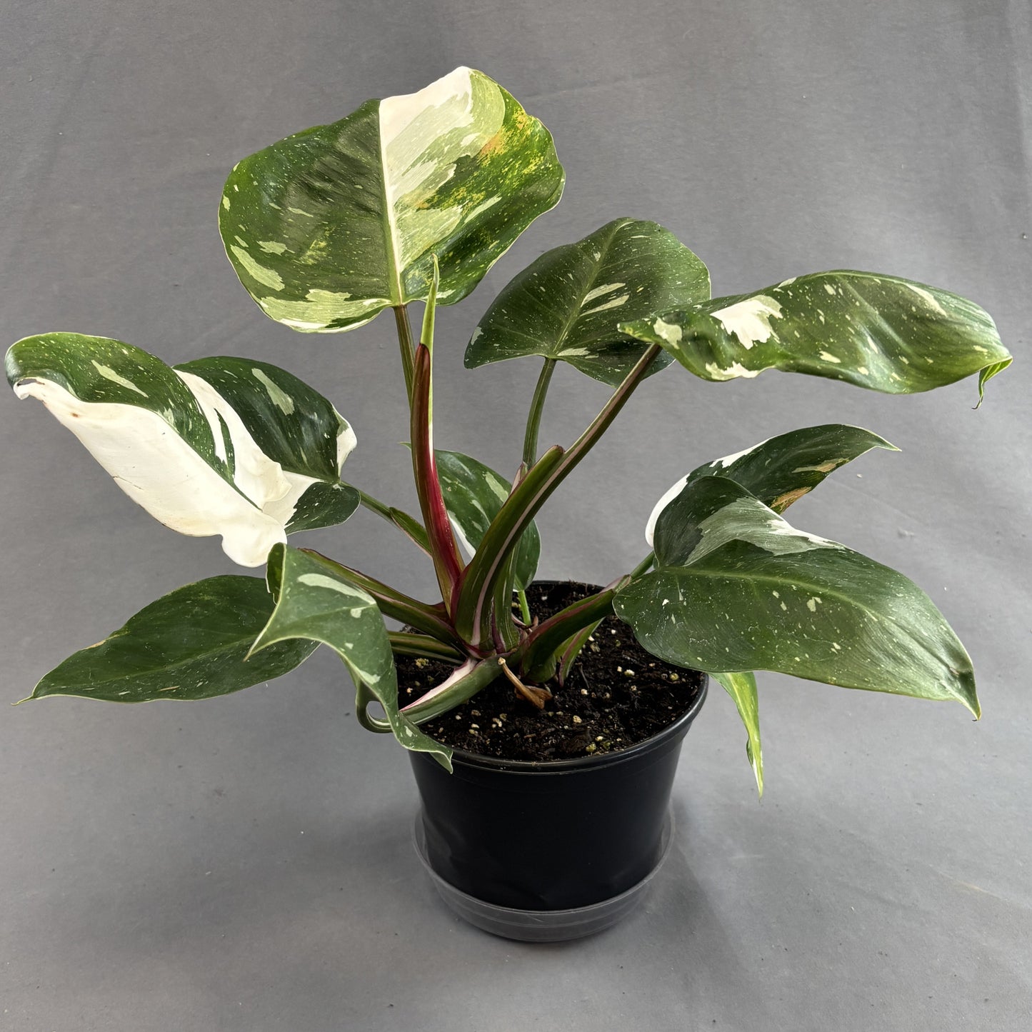 Philodendron 'White Princess'