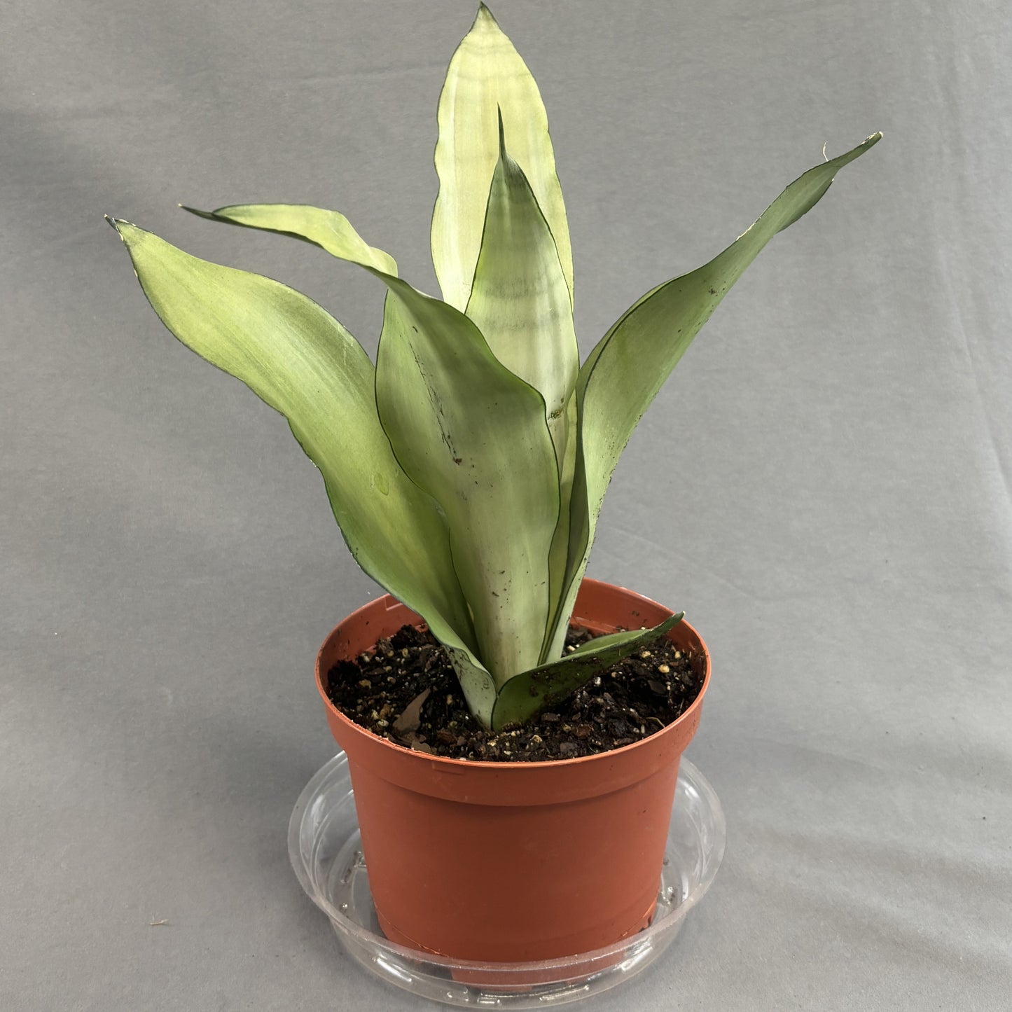 Snake Plant 'Hahnii'