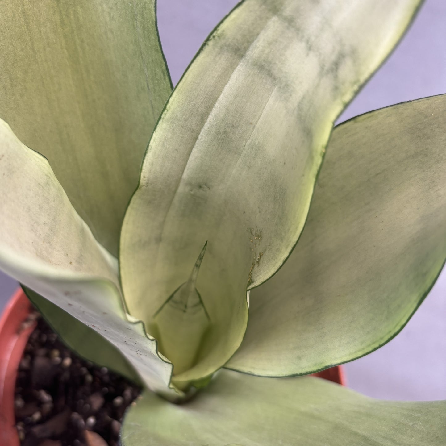 Snake Plant 'Hahnii'