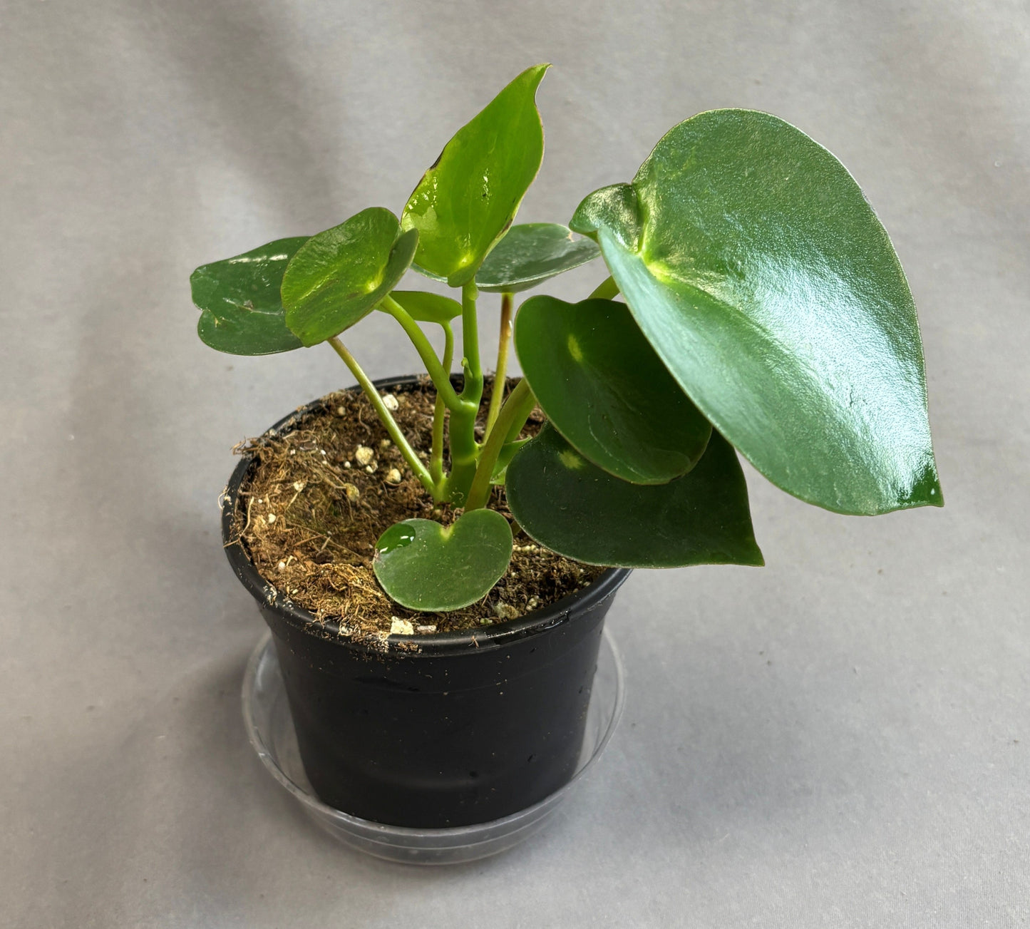 Peperomia 'Raindrop'