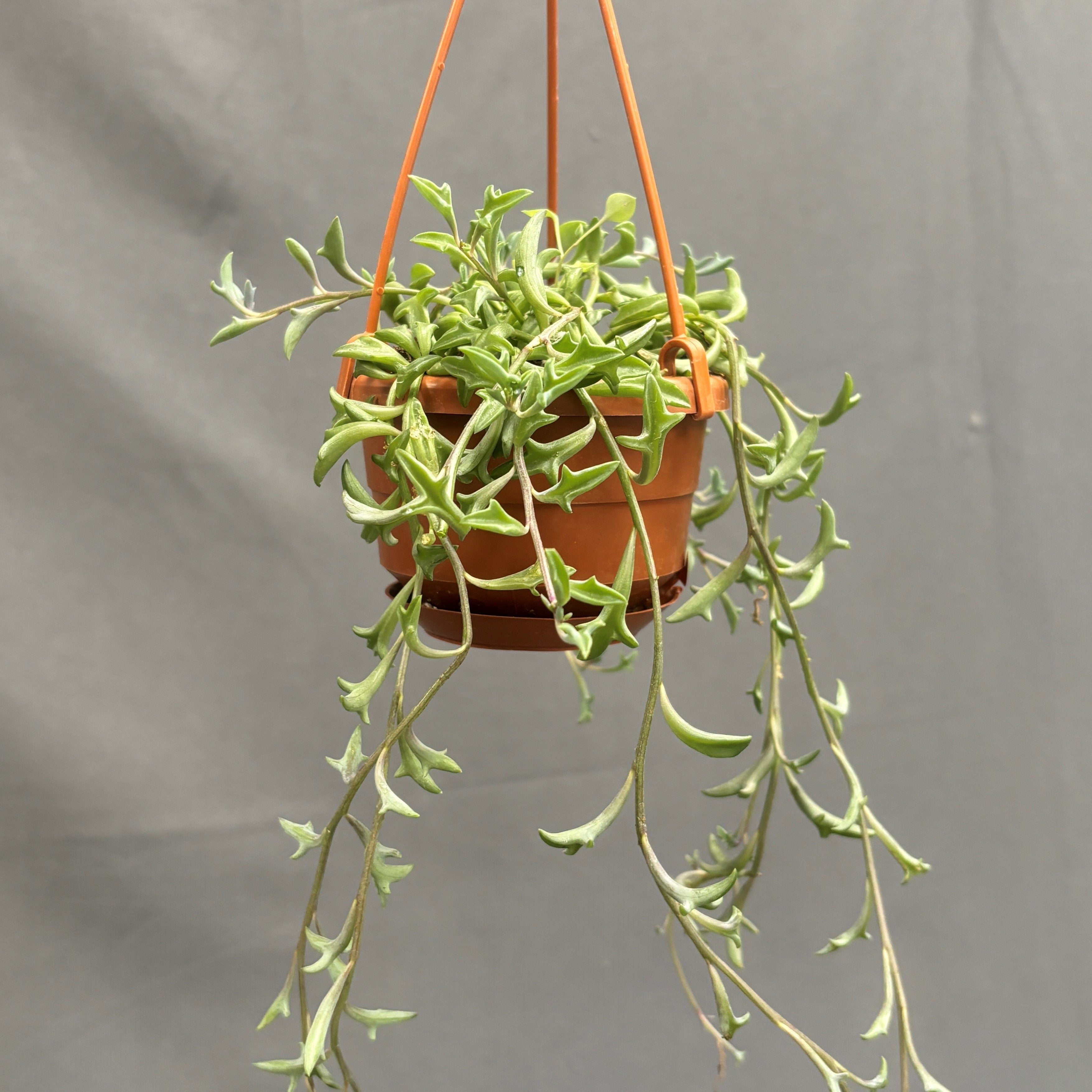 String-of-Dolphins