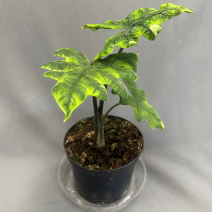 Alocasia 'Jacklyn'