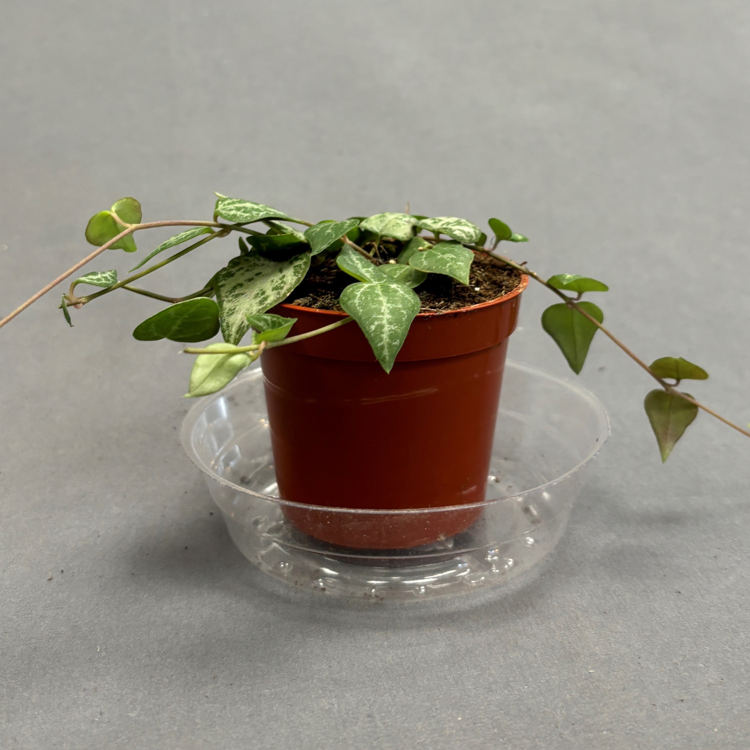 String-of-Spades