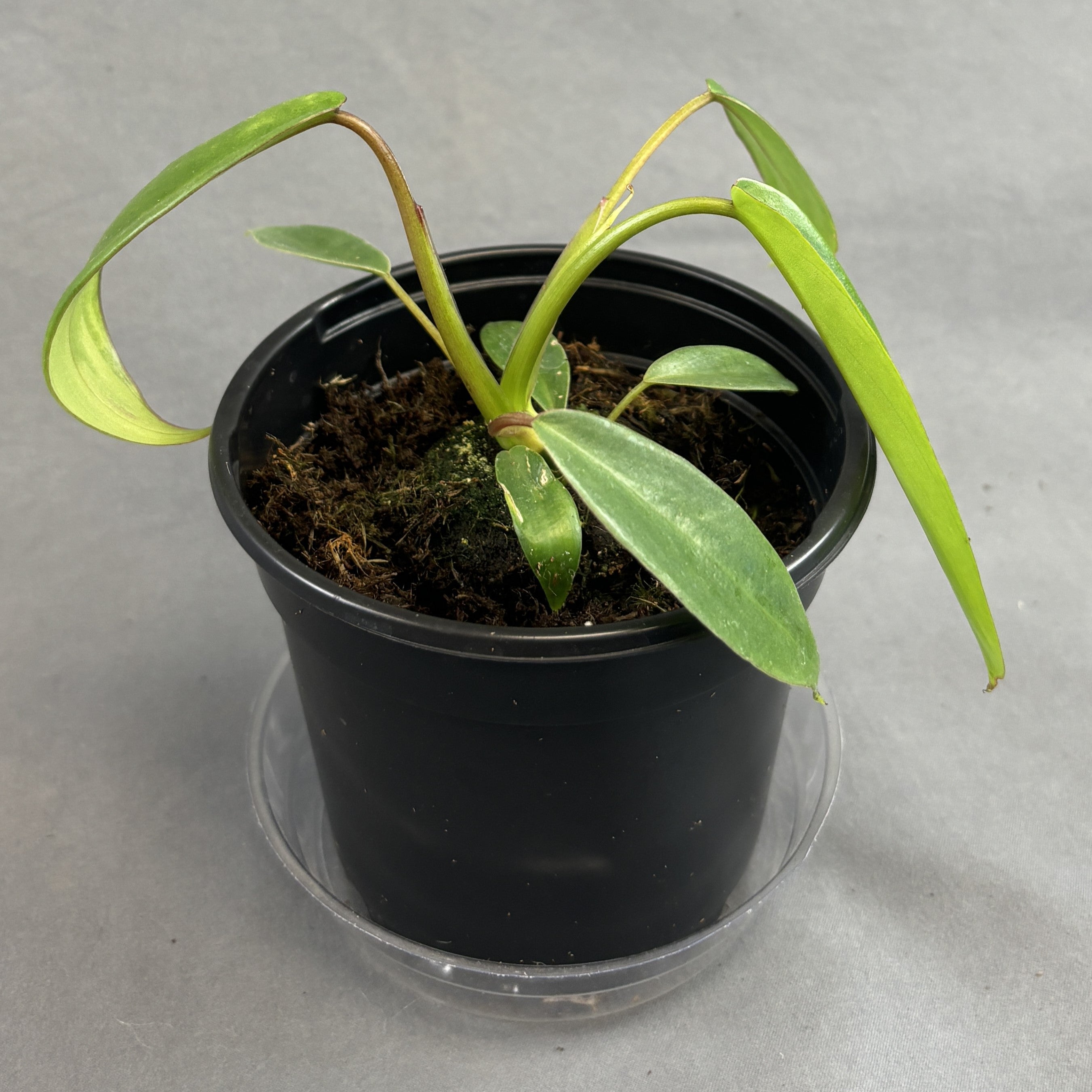 Philodendron 'Joepii'
