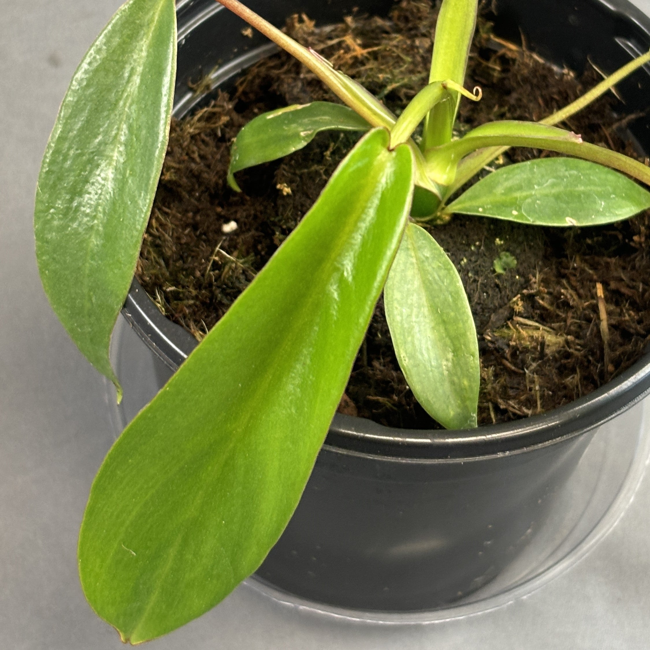 Philodendron 'Joepii'
