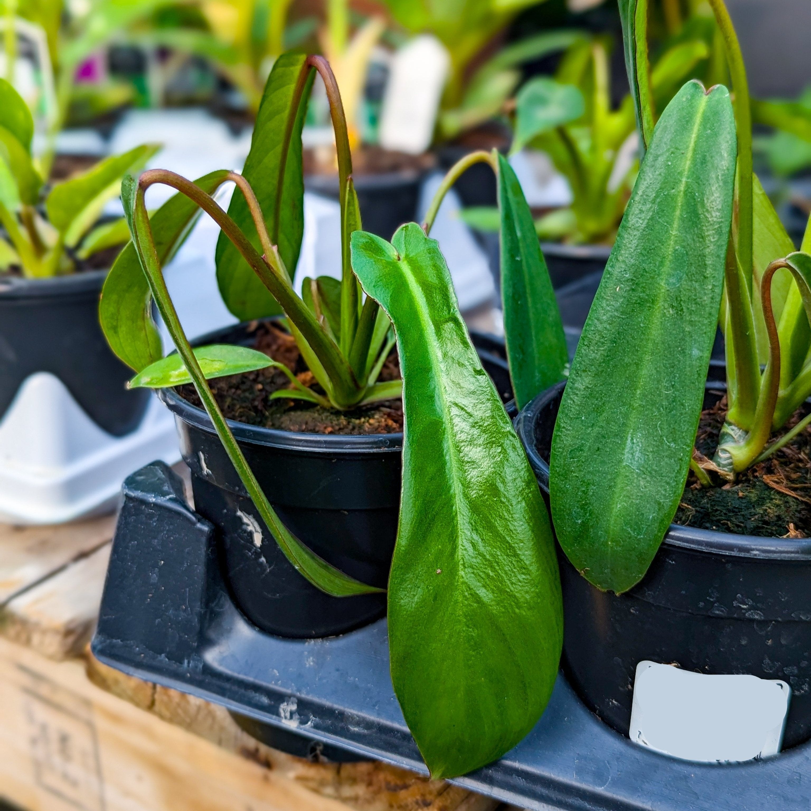 Philodendron 'Joepii'