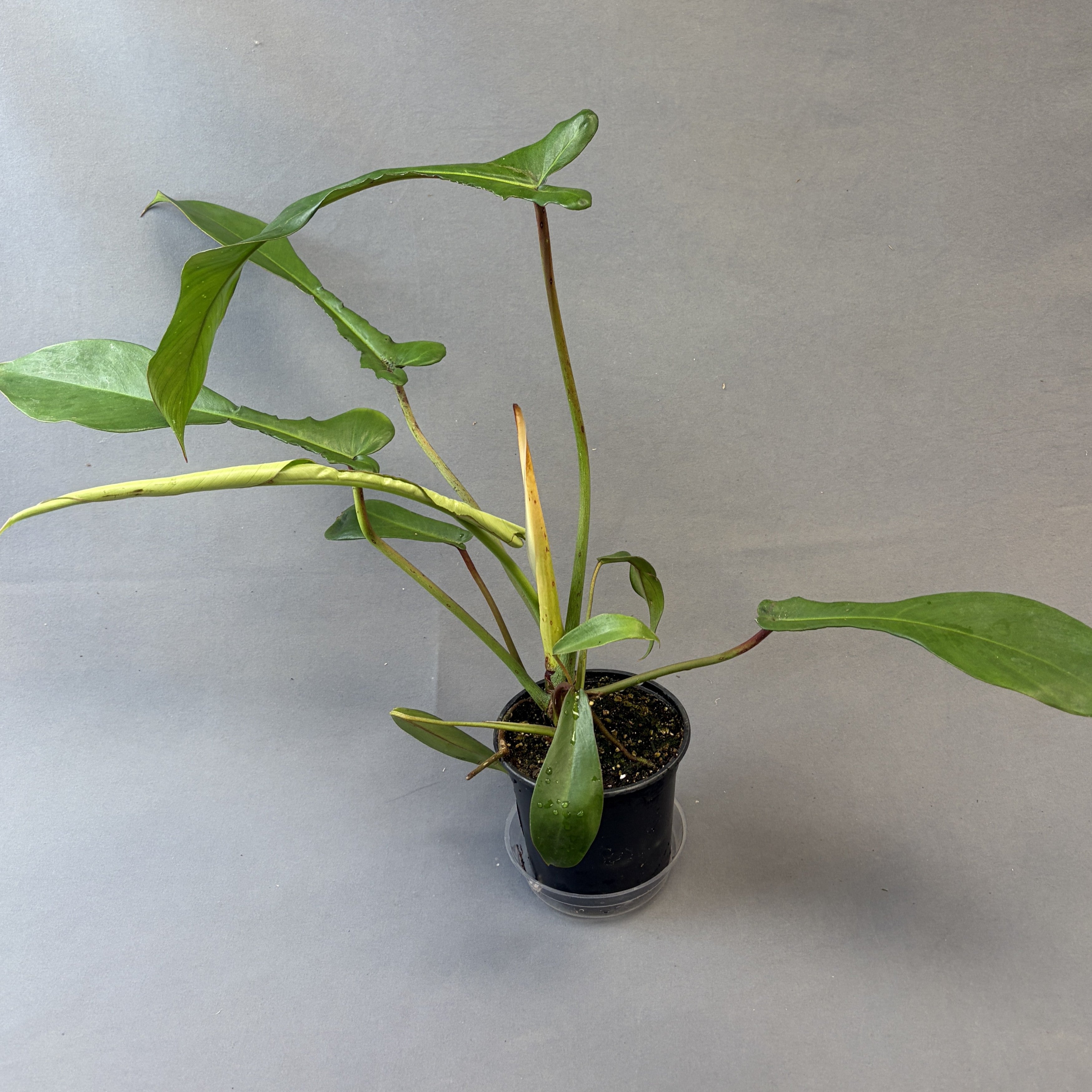Philodendron 'Joepii'