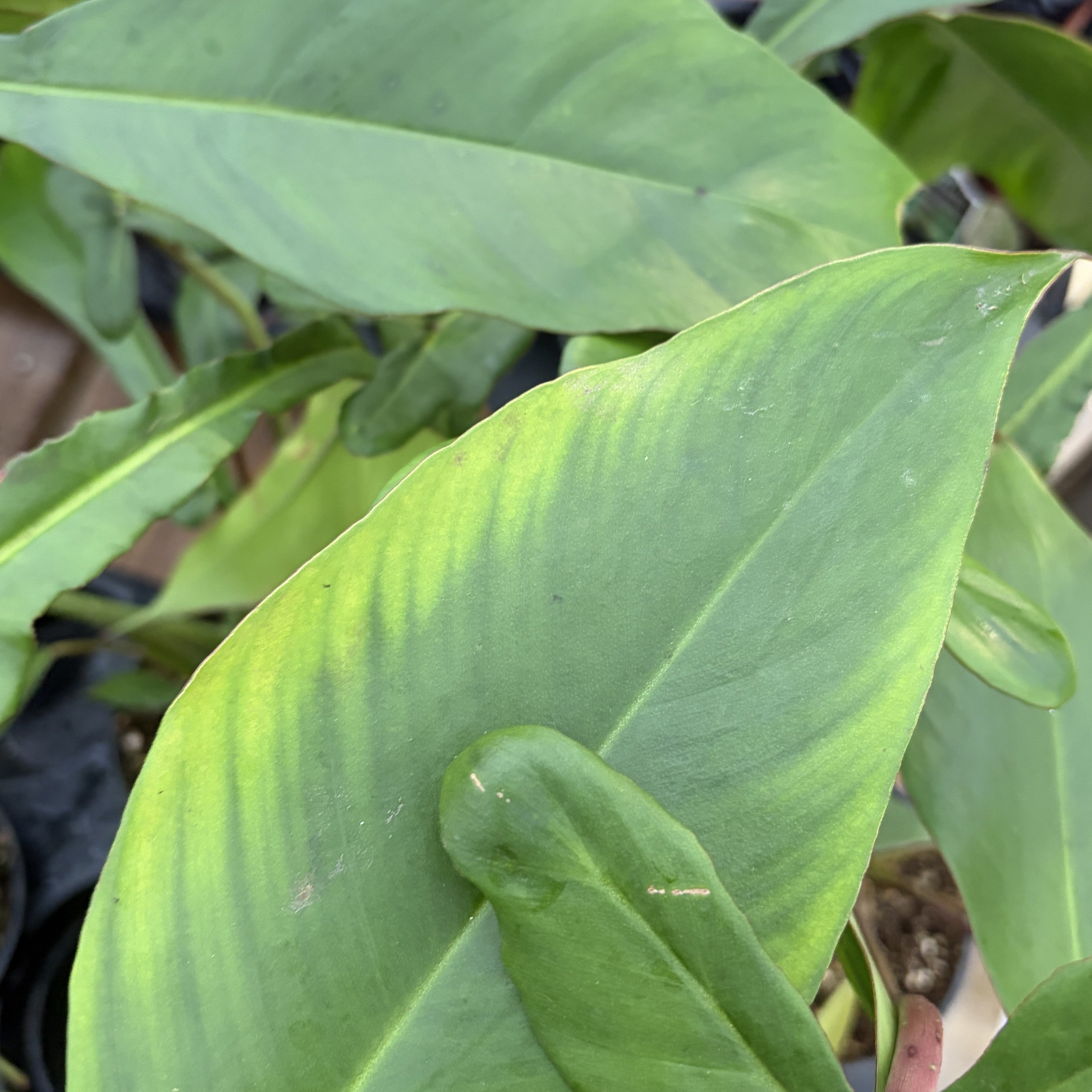 Philodendron 'Joepii'