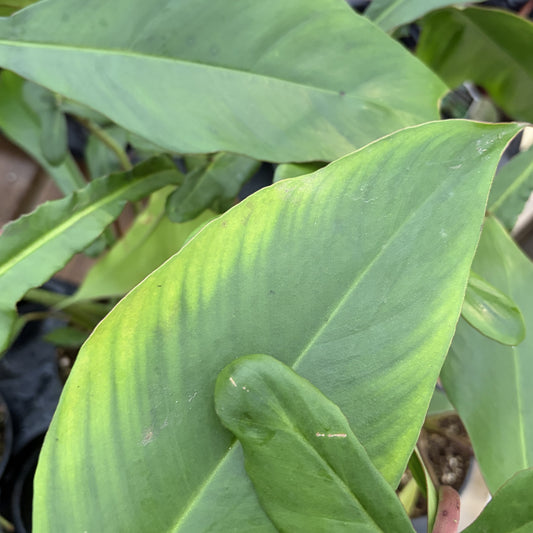Philodendron 'Joepii'
