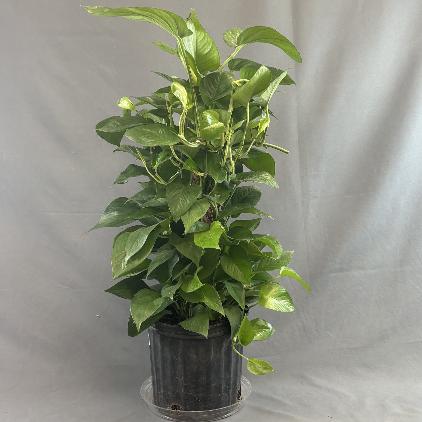 Pothos 'Jade'