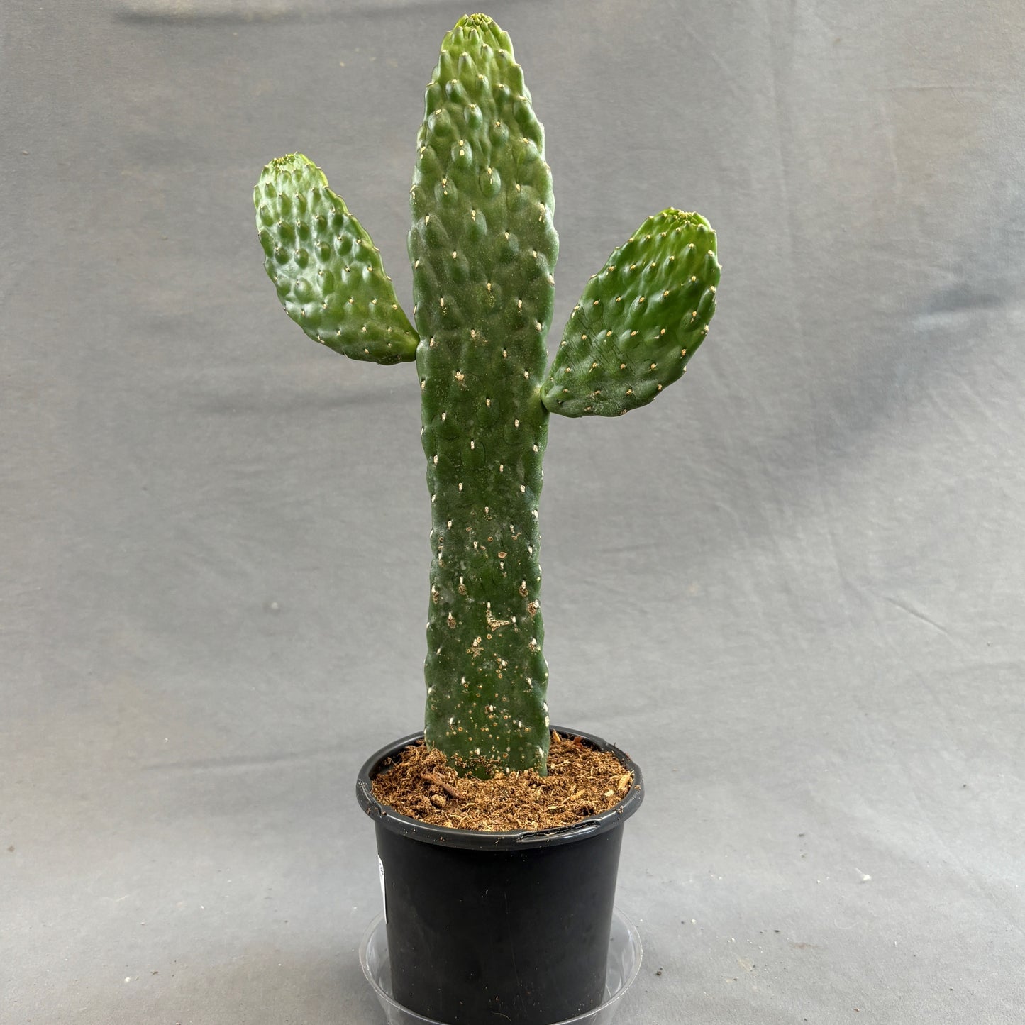 Cactus 'Cowboy'