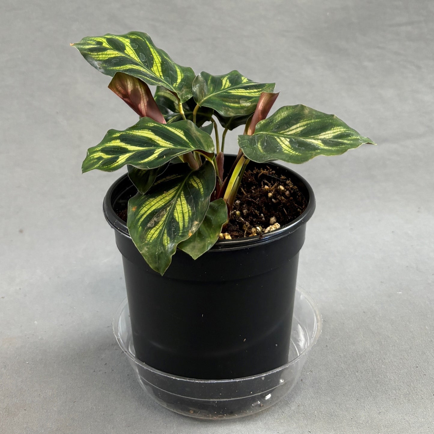 Calathea makoyana Peacock