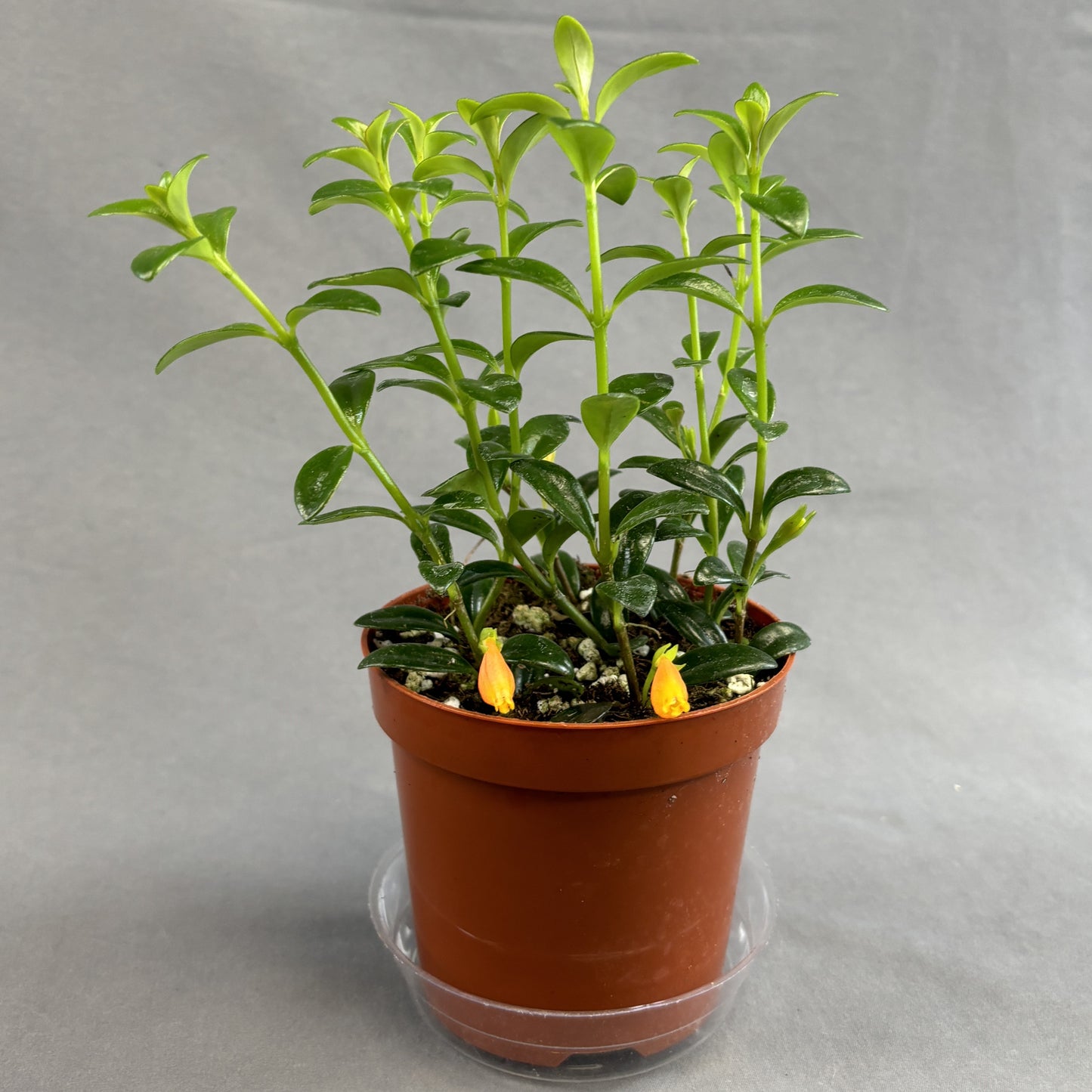 Goldfish Plant