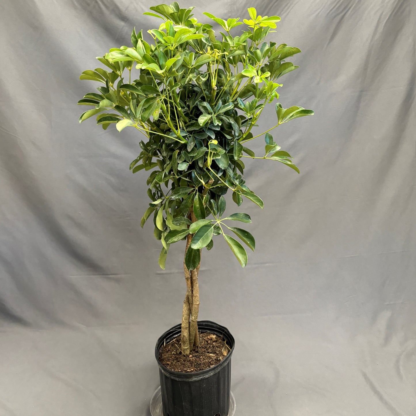 Schefflera arboricola