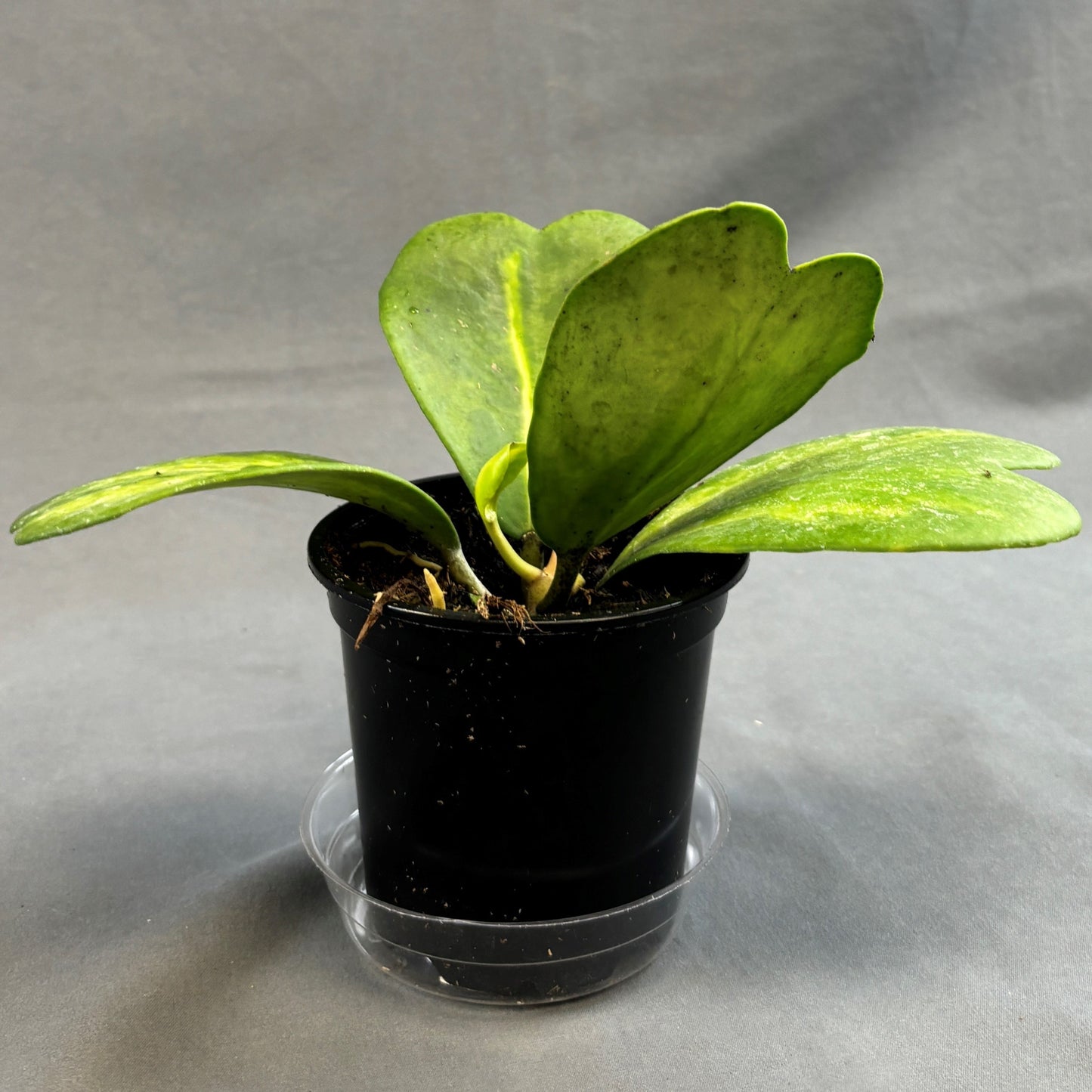 Variegated Hoya Heart