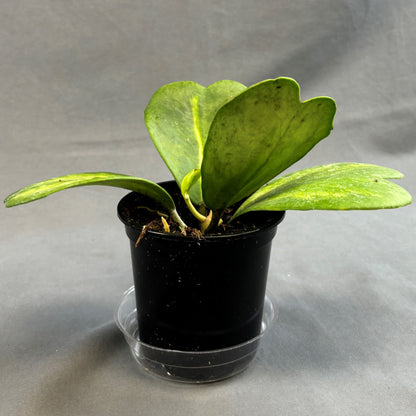Variegated Hoya Heart