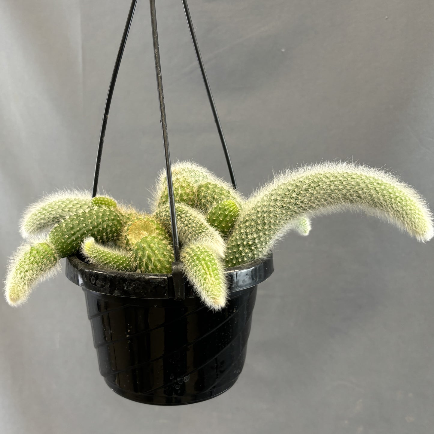 Monkey Tail Cactus